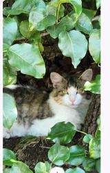 Found/Stray Unknown Cat last seen Berkley Street High Point, NC, High Point, NC 27260