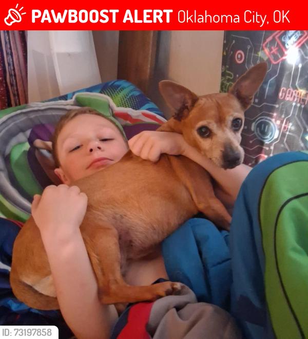 Lost Female Dog last seen SW 44TH & Pennsylvania Ave, Oklahoma City, OK 73119