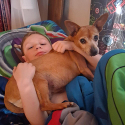 Lost Female Dog last seen SW 44TH & Pennsylvania Ave, Oklahoma City, OK 73119