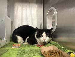 Shelter Stray Female Cat last seen Near BLOCK S 26TH ST, 3839 W Burnham St, West Milwaukee, WI 53215, USA