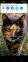 Found/Stray Unknown Cat last seen Swamp road Beech Island South Carolina, Beech Island, SC 29842