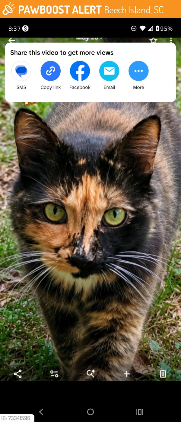 Found/Stray Unknown Cat last seen Swamp road Beech Island South Carolina, Beech Island, SC 29842