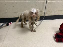 Shelter Stray Female Dog last seen Near BLOCK S 9TH ST, 3839 W Burnham St, West Milwaukee, WI 53215, USA