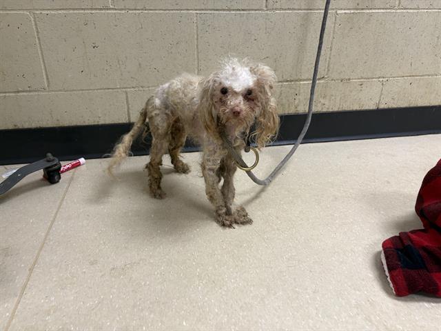 Shelter Stray Female Dog last seen Near BLOCK S 9TH ST, 3839 W Burnham St, West Milwaukee, WI 53215, USA