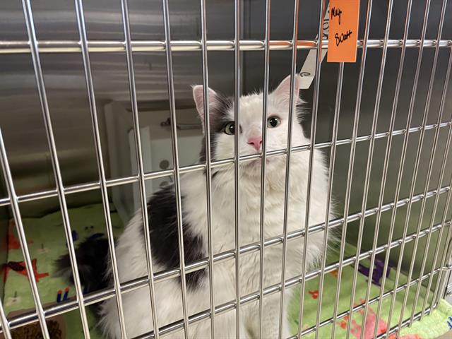 Shelter Stray Unknown Cat last seen Near BLOCK N 45TH ST, 3839 W Burnham St, West Milwaukee, WI 53215, USA