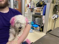 Shelter Stray Male Dog last seen 49TH & PARKWAY BY CREEK, 3839 W Burnham St, West Milwaukee, WI 53215, USA