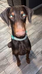 Found/Stray Male Dog last seen Arenas, Las Cruces, NM 88001