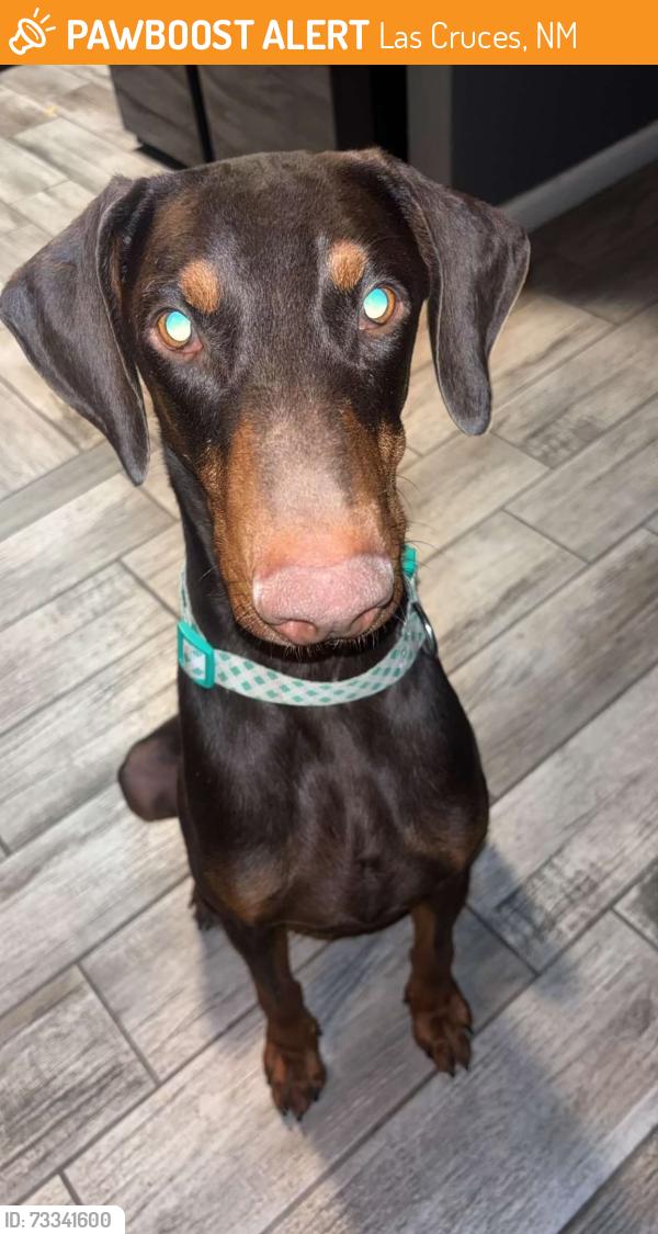 Found/Stray Male Dog last seen Arenas, Las Cruces, NM 88001