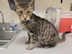 Shelter Stray Female Cat last seen OPHIR & WISE, 11232 B Ave, Auburn, CA 95603, USA