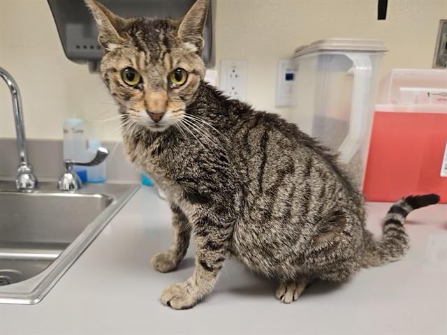 Shelter Stray Female Cat last seen OPHIR & WISE, 11232 B Ave, Auburn, CA 95603, USA