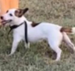 Reunited Male Dog last seen Near fm 878 Waxahachie Tx 75165, Waxahachie, TX 75165