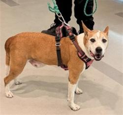 Shelter Stray Female Dog last seen BILBY RD / GILLIAM DR, 9150 Union Park Way, Elk Grove, CA 95624, USA