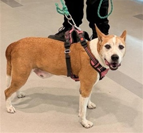Shelter Stray Female Dog last seen BILBY RD / GILLIAM DR, 9150 Union Park Way, Elk Grove, CA 95624, USA