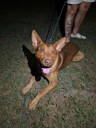Reunited Unknown Dog last seen McLambs LP Gas & Supply, Dunn, NC 28334