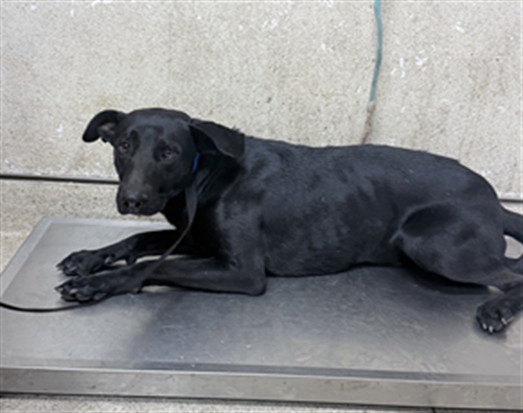 Shelter Stray Male Dog last seen Near BLOCK JEFFERSON ST, PERRIS, CA, 6851 Van Buren Boulevard, Jurupa Valley, CA 92509, USA