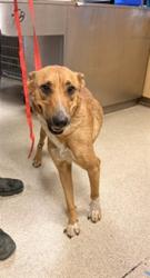 Shelter Stray Female Dog last seen Near BLOCK COONEN DR, RIVERSIDE, CA, 6851 Van Buren Boulevard, Jurupa Valley, CA 92509, USA