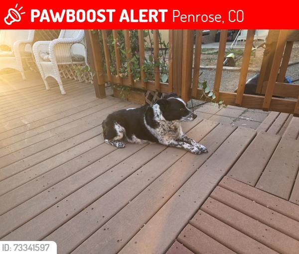 Lost Female Dog last seen Near CR123 Penrose 81240, Penrose, CO 81240