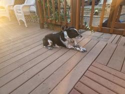 Lost Female Dog last seen Near CR123 Penrose 81240, Penrose, CO 81240