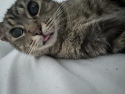 Lost Female Cat last seen By the entrance or by the office, Pflugerville, TX 78660