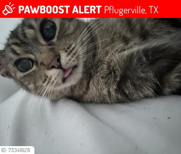 Lost Female Cat last seen By the entrance or by the office, Pflugerville, TX 78660