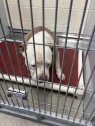 Shelter Stray Male Dog last seen Near BLOCK W MURIEL WAY, WEST VALLEY CITY UT 84119, 4522 W 3500 S, West Valley City, UT 84120, USA