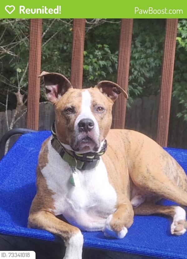 Reunited Male Dog last seen Riceville, Asheville, NC 28805