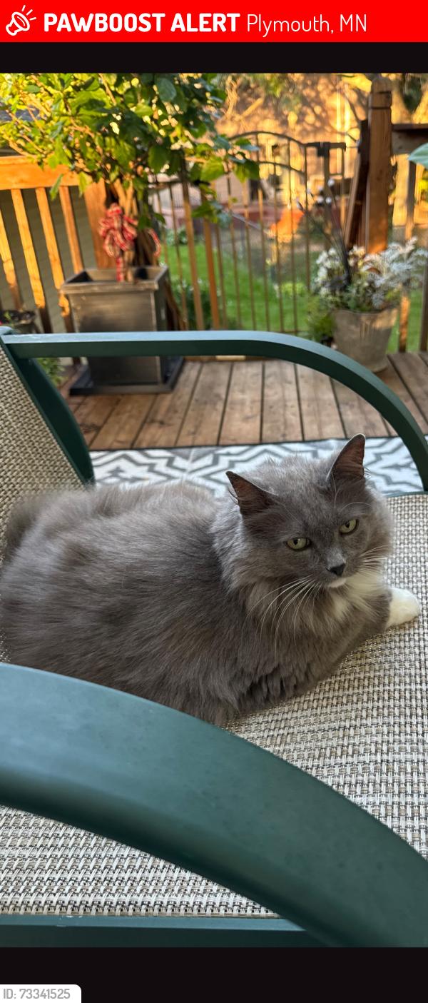 Lost Female Cat last seen Near 27th Ave N, Plymouth, MN 55447, Plymouth, MN 55447