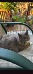 Lost Female Cat last seen Near 27th Ave N, Plymouth, MN 55447, Plymouth, MN 55447