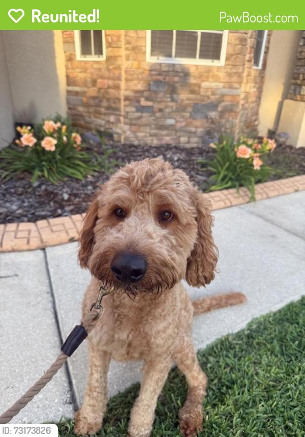 Reunited Male Dog last seen Copper Ridge Blvd, Lakeland, FL 33810, USA, Lakeland, FL 33810