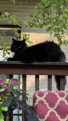 Reunited Male Cat last seen Rathburn Road and East Mall, Toronto, ON 