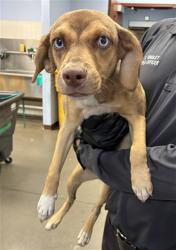 Shelter Stray Female Dog last seen 28TH DR AND LAWRENCE LN, 2500 S 27th Ave, Phoenix, AZ 85009, USA
