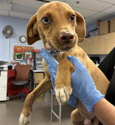Shelter Stray Male Dog last seen 28TH DR AND LAWRENCE LN, 2500 S 27th Ave, Phoenix, AZ 85009, USA