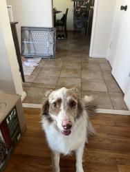 Reunited Male Dog last seen University and Malle, La Mesa, La Mesa, CA 91941