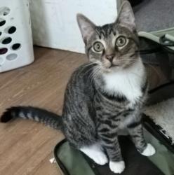 Shelter Stray Male Cat last seen , 1850 W 60th St, Los Angeles, CA 90047, USA