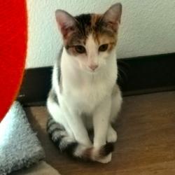 Shelter Stray Female Cat last seen , 1850 W 60th St, Los Angeles, CA 90047, USA
