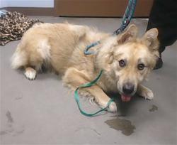 Shelter Stray Male Dog last seen WESTLAND RD AND 27TH DR, 2500 S 27th Ave, Phoenix, AZ 85009, USA