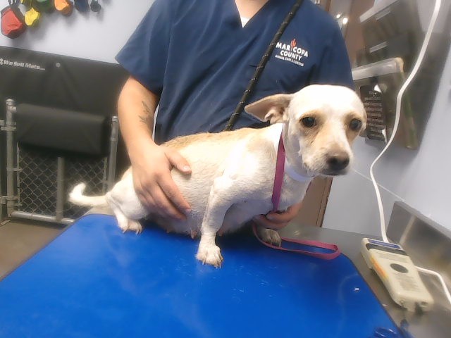Shelter Stray Female Dog last seen 22ND AVE AND TONTO ST, 2500 S 27th Ave, Phoenix, AZ 85009, USA