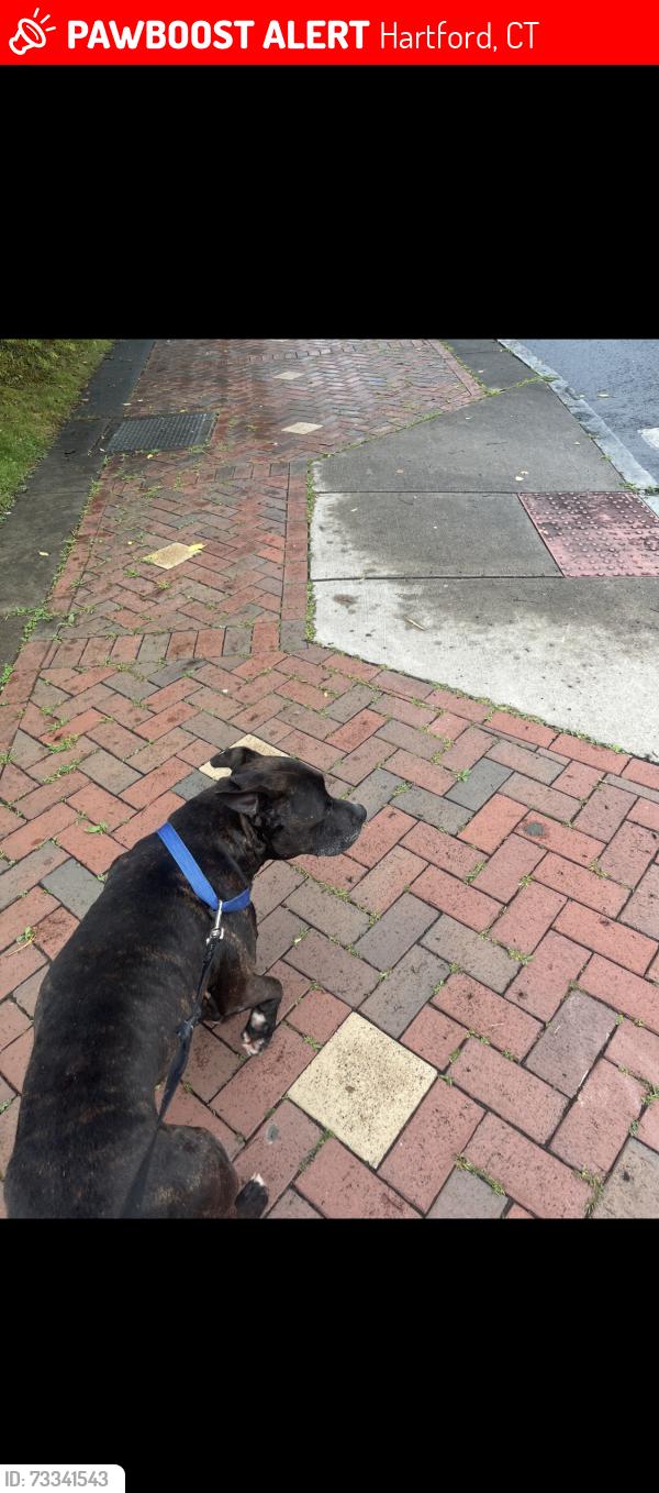 Lost Male Dog last seen Farmington Avenue, Hartford, CT 06105