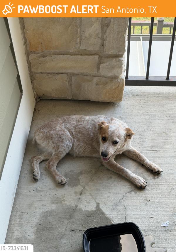 Found/Stray Female Dog last seen Alamo ranch parkway, San Antonio, TX 78253