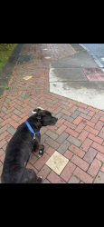 Lost Male Dog last seen Farmington Avenue, Hartford, CT 06105