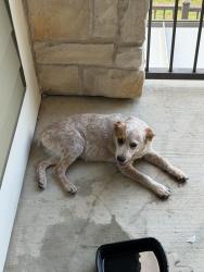 Found/Stray Female Dog last seen Alamo ranch parkway, San Antonio, TX 78253