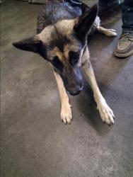 Shelter Stray Female Dog last seen , 1850 W 60th St, Los Angeles, CA 90047, USA