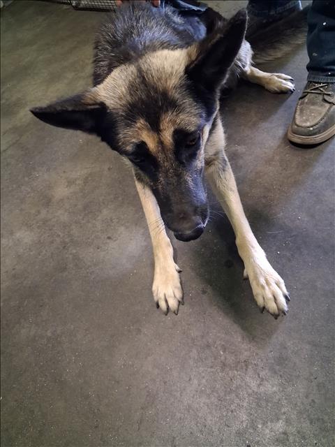 Shelter Stray Female Dog last seen , 1850 W 60th St, Los Angeles, CA 90047, USA
