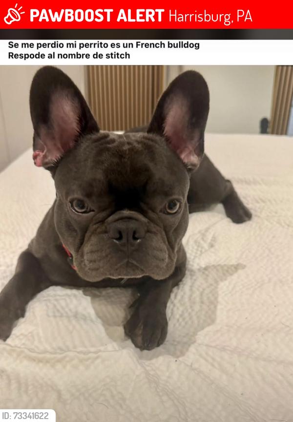 Lost Male Other last seen Main st, Harrisburg, PA 17111