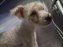 Shelter Stray Male Dog last seen , 1850 W 60th St, Los Angeles, CA 90047, USA