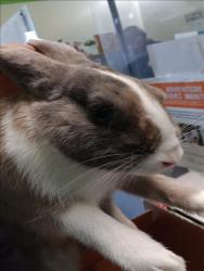 Shelter Stray Male Other last seen , 1850 W 60th St, Los Angeles, CA 90047, USA