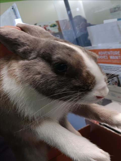 Shelter Stray Male Other last seen , 1850 W 60th St, Los Angeles, CA 90047, USA