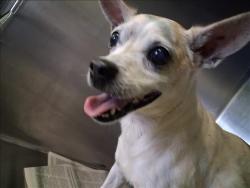 Shelter Stray Male Dog last seen , 1850 W 60th St, Los Angeles, CA 90047, USA