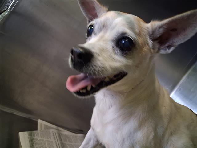 Shelter Stray Male Dog last seen , 1850 W 60th St, Los Angeles, CA 90047, USA