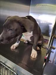 Shelter Stray Female Dog last seen , 1850 W 60th St, Los Angeles, CA 90047, USA